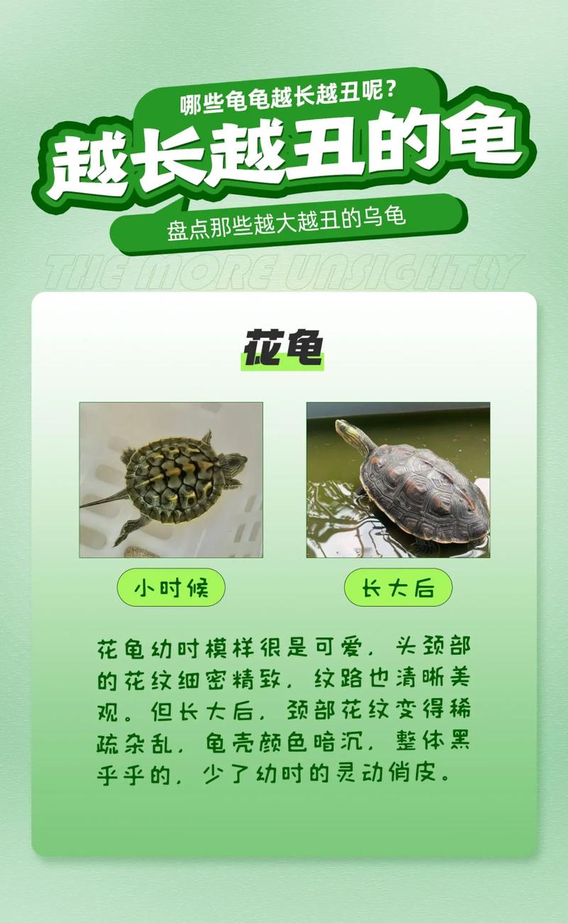 怎么越丑的东西越火,怎么越丑的东西越火呢