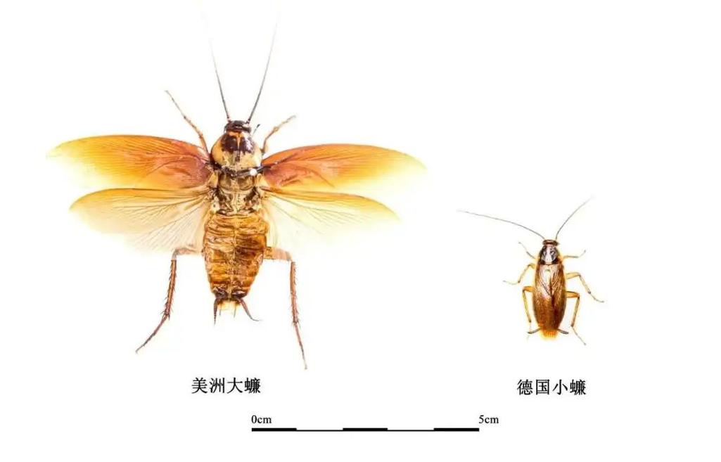 北京现带翅膀大蟑螂,北方带翅膀的蟑螂